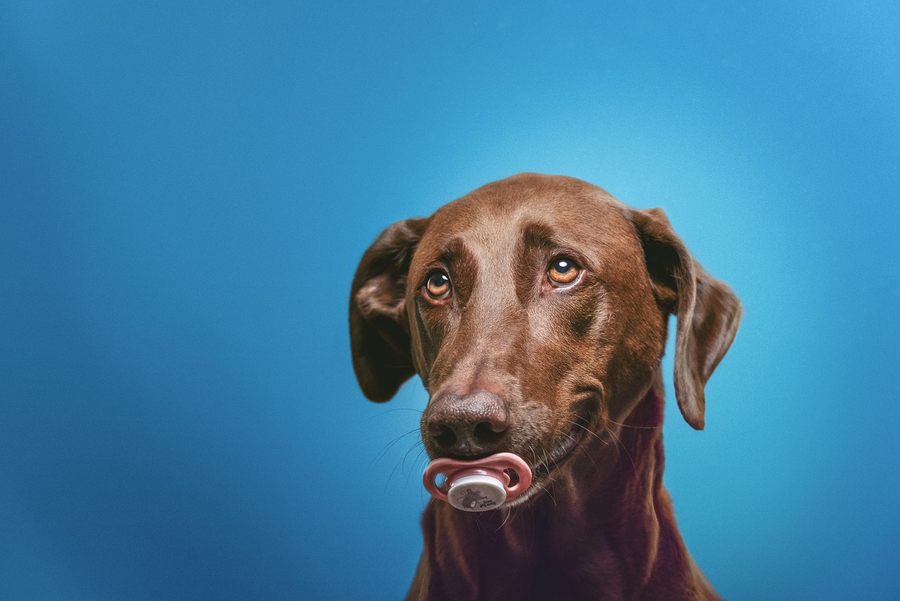 Hundehaftpflicht Bild